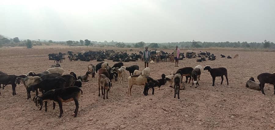 ಹೊಸದುರ್ಗ ತಾಲ್ಲೂಕಿನ ಹೊಲವೊಂದರಲ್ಲಿ ಕುರಿ ಮಂದೆ ನಿಲ್ಲಿಸಿರುವುದು.