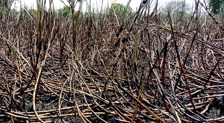 ಹಂಪಾಪುರ ಸಮೀಪದ ಚಾಮಹಳ್ಳಿ ಗ್ರಾಮದ ಚಲುವೇಗೌಡ ಜಯಮ್ಮ ಎಂಬುವರಿಗೆ ಸೇರಿದ ಕಬ್ಬಿನ ಗದ್ದೆ ಬೆಂಕಿಗಾಹುತಿಯಾಗಿದೆ