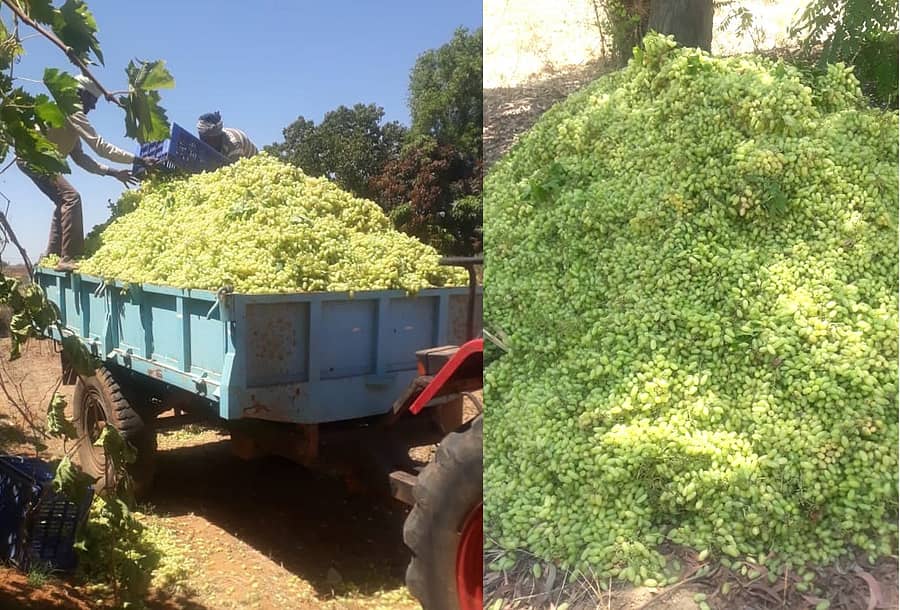 ಕೊರೊನಾ ವೈರಸ್‌ ಸೋಂಕು ಸೃಷ್ಟಿಸಿದ ಬಿಕ್ಕಟಿಗೆ ಸಿಲುಕಿ ಕಂಗಾಲಾದ ರೈತರು, ತಿಪ್ಪೆಗೆ ಪಾಲಾಗುತ್ತಿರುವ ಫಸಲು  