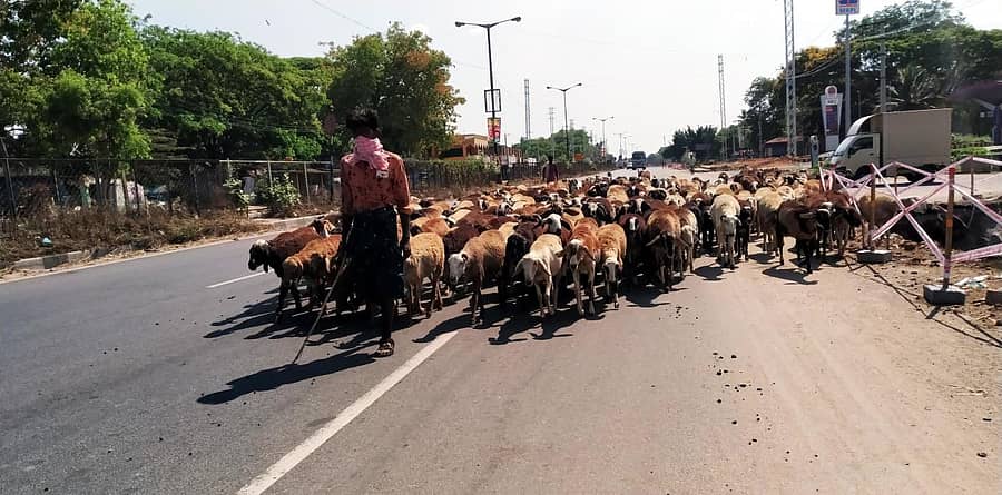 ಮದ್ದೂರು ತಾಲ್ಲೂಕಿನಿಂದ ಮೈಸೂರು–ಬೆಂಗಳೂರು ಹೆದ್ದಾರಿಯ ಮುಖಾಂತರ ತುಮಕೂರು ರಸ್ತೆಯಲ್ಲಿದ ಸಾಗಿದ ಕುರಿ ಹಿಂಡು
