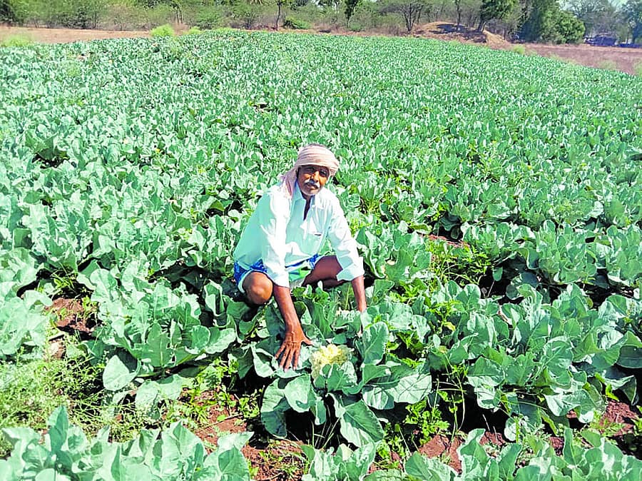 ಮಧುಗಿರಿ ತಾಲ್ಲೂಕು ಗುಂಡಗಲ್ಲು ಗ್ರಾಮದ ರೈತ ಅಶ್ವಥಯ್ಯ ಬೆಳದಿರುವ ಹೂ ಕೋಸು ಜಮೀನಿನಲ್ಲೇ ಉಳಿದಿದೆ