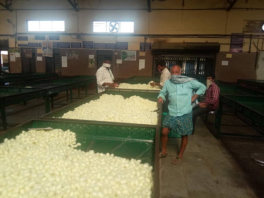 ಕೊಳ್ಳೇಗಾಲ ಮುಡಿಗುಂಡದ ರೇಷ್ಮೆ ಗೂಡಿನ ಮಾರುಕಟ್ಟೆಗೆ ಗುರುವಾರ ಬಂದಿದ್ದ ರೇಷ್ಮೆಗೂಡುಗಳು