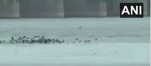 ಕಾನ್ಪುರದಲ್ಲಿ ಗಂಗಾನದಿಯಲ್ಲಿ ಹಕ್ಕಿಗಳ ಕಲರವ