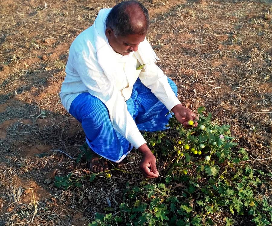 ಶ್ರೀನಿವಾಸಪುರದ ಹೊರ ವಲಯದಲ್ಲಿ ವ್ಯಕ್ತಿಯೊಬ್ಬರು ಗುಳ್ಳ ಬದನೆ ಕಾಯಿ ಬಿಡಿಸುತ್ತಿರುವುದು
