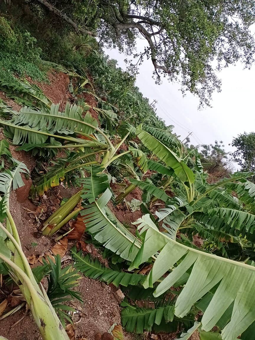 ರಾಮನಗರ ಜಿಲ್ಲೆಯ ತಾಳನಕುಪ್ಪೆ ಗ್ರಾಮದಲ್ಲಿ ಬಾಳೆ ಬೆಳೆ ನೆಲಕ್ಕೆ ಉರುಳಿದೆ