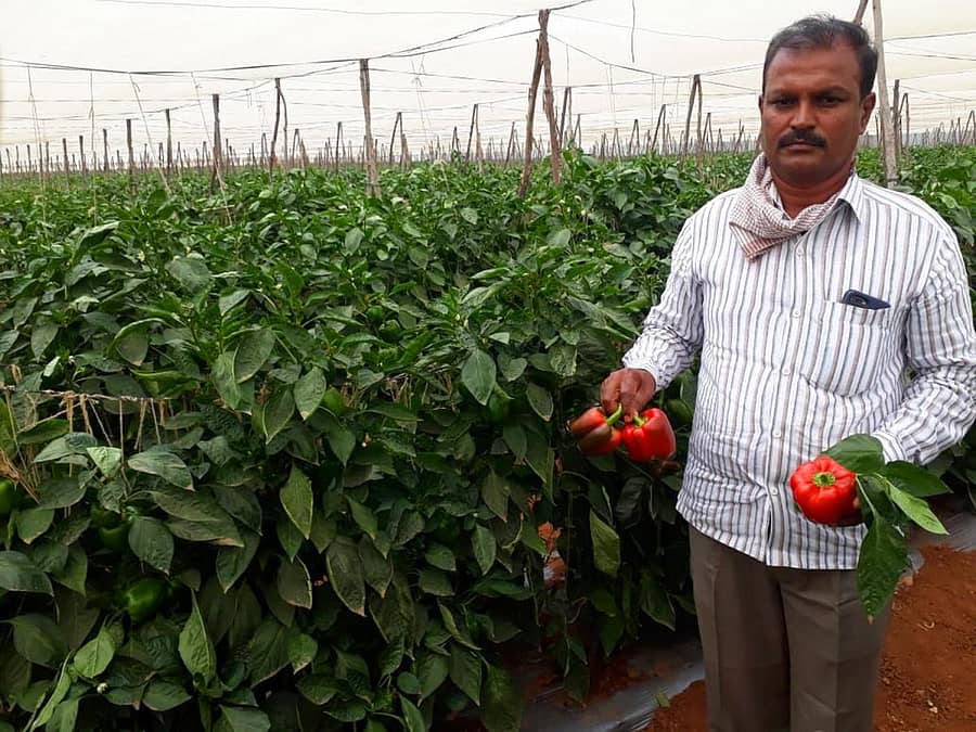 ಕ್ಯಾಪ್ಸಿಕಮ್ ಬೆಳೆದ ರೈತ ಜಯರಾಮ್