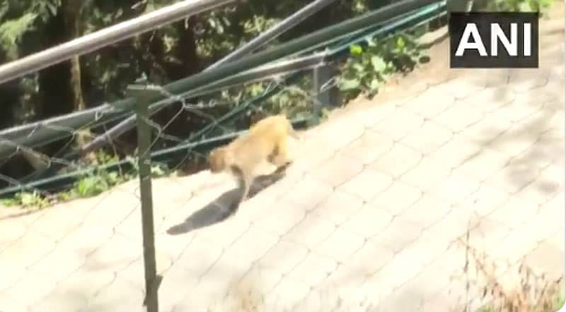 ಹಿಮಾಚಲ ಪ್ರದೇಶದಲ್ಲಿ ಮಂಗಗಳ ವಲಸೆ