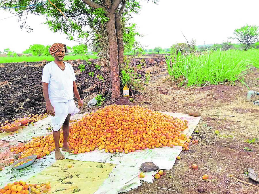 ಭಾಲ್ಕಿ ತಾಲ್ಲೂಕಿನ ಖಟಕ ಚಿಂಚೋಳಿ ಗ್ರಾಮದ ಹೊಲವೊಂದರಲ್ಲಿ ಟೊಮೆಟೊ ರಾಶಿ ಹಾಕಿರುವ ರೈತ