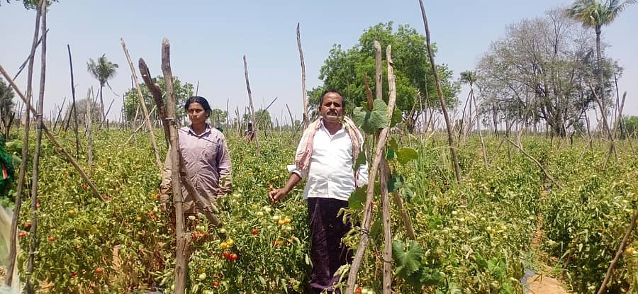 ದರವಾರಪಲ್ಲಿ ಗ್ರಾಮದ ಪಾತಲ ಪಿ.ಬಿ. ಕೃಷ್ಣಾರೆಡ್ಡಿ ಅವರು ಟೊಮೆಟೊ ಬೆಳೆಯನ್ನು ಜಮೀನಿನಲ್ಲೇ ಬಿಟ್ಟಿರುವುದು