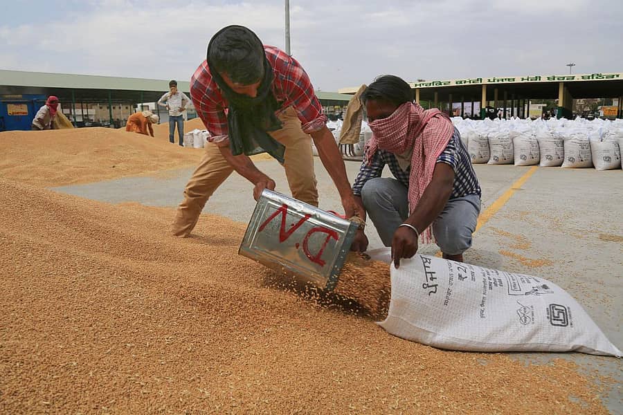 ಪಂಜಾಬ್ನ ಬಠಿಂಡಾದಲ್ಲಿ ಗೋಧಿ ತುಂಬುತ್ತಿರುವ ಕಾರ್ಮಿಕರು
