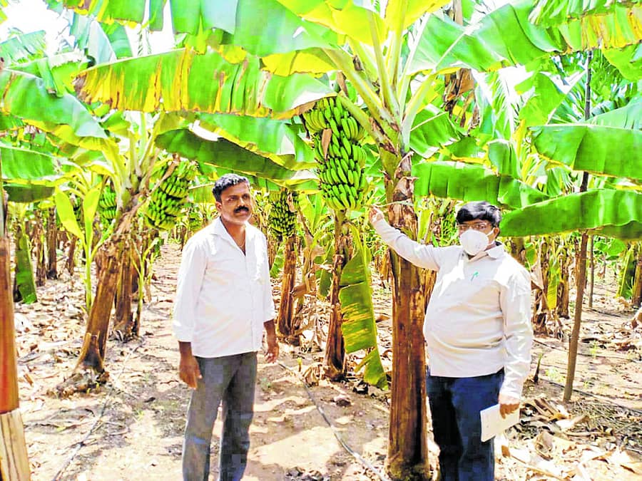 ಶಿರಹಟ್ಟಿ ತಾಲ್ಲೂಕಿನ ಮಾಗಡಿ ಗ್ರಾಮದ ರೈತ ರಘುರೆಡ್ಡಿ (ಎಡ) ಅವರ ಬಾಳೆ ತೋಟಕ್ಕೆ ತೋಟಗಾರಿಕೆ ಇಲಾಖೆಯ ಸಹಾಯಕ ನಿರ್ದೇಶಕ ಸುರೇಶ ಕುಂಬಾರ ಭೇಟಿ ನೀಡಿದ್ದರು