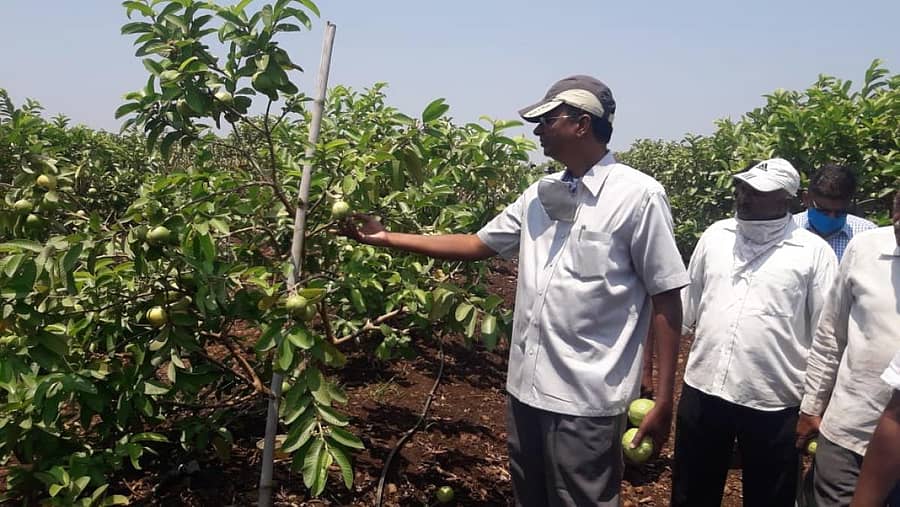 ಯಮಕನಮರಡಿ ಕ್ಷೇತ್ರದ ಉಳ್ಳಾಗಡ್ಡಿ ಖಾನಾಪುರ ಗ್ರಾಮದಲ್ಲಿ ರೈತರು ಬೆಳೆದ ಸೀಬೆ ಹಣ್ಣುಗಳನ್ನು ಶಾಸಕ ಸತೀಶ ಜಾರಕಿಹೊಳಿ ವೀಕ್ಷಿಸಿದರು