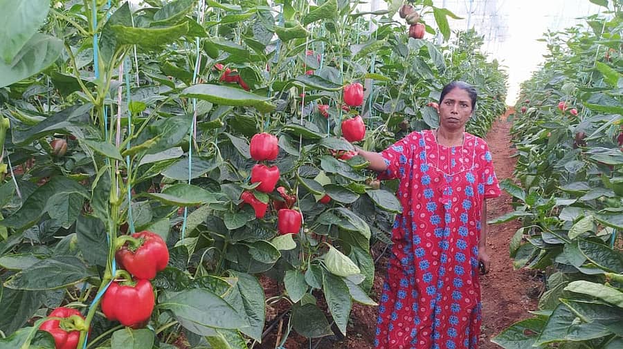 ಪಾಲಿಹೌಸ್ನಲ್ಲಿನ ದಪ್ಪಮೆಣಸಿನಕಾಯಿ ಬೆಳೆಯೊಂದಿಗೆ ಕಮಲಮ್ಮ