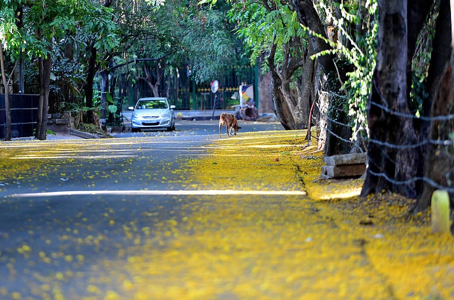 ನಗರದ ಆರ್‌ಎಂವಿ ಎರಡನೇ ಹಂತದ ರಸ್ತೆಯಲ್ಲಿ ಮರಗಳಿಂದ ಬಿದ್ದ ಹೂವಿನ ಹಾದಿಯಲ್ಲಿ ಶ್ವಾನವೊಂದು ವಿಹರಿಸುತ್ತಿದ್ದ ದೃಶ್ಯ ಕಂಡು ಬಂತು –ಪ್ರಜಾವಾಣಿ ಚಿತ್ರ- ಕೃಷ್ಣಕುಮಾರ್ ಪಿ.ಎಸ್.