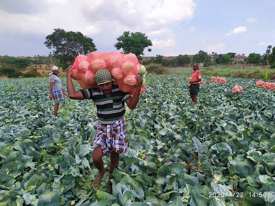 ಕಣ್ಣೈಯನ್ ಸುಬ್ರಮಣಿಯಂ ಅವರ ಜಮೀನಿನಲ್ಲಿ ಬೆಳೆದಿರುವ ಎಲೆಕೋಸು