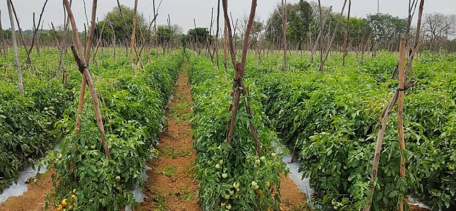 ಮುಳಬಾಗಿಲು ತಾಲ್ಲೂಕು ಯಲವಹಳ್ಳಿ ಗ್ರಾಮದ ರೈತ ಪ್ರಭಾಕರ್ ಅವರ ಜಮೀನಿನಲ್ಲಿ ಬೆಳೆದಿರುವ ಟೊಮೆಟೊ