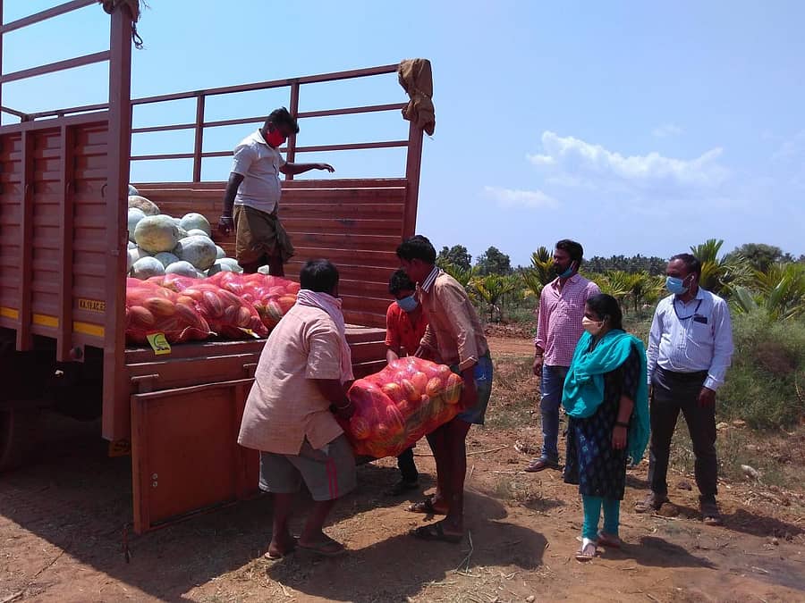 ದಾವಣಗೆರೆ ತಾಲ್ಲೂಕು ಶಂಕರನಹಳ್ಳಿಯಿಂದ ಮುಂಬಯಿಗೆ ಸಾಗಿಸಲು ಗುರುವಾರ ಸಾಂಬಾರ್‌ ಸೌತೆ ಲೋಡ್‌ ಮಾಡಲಾಯಿತು