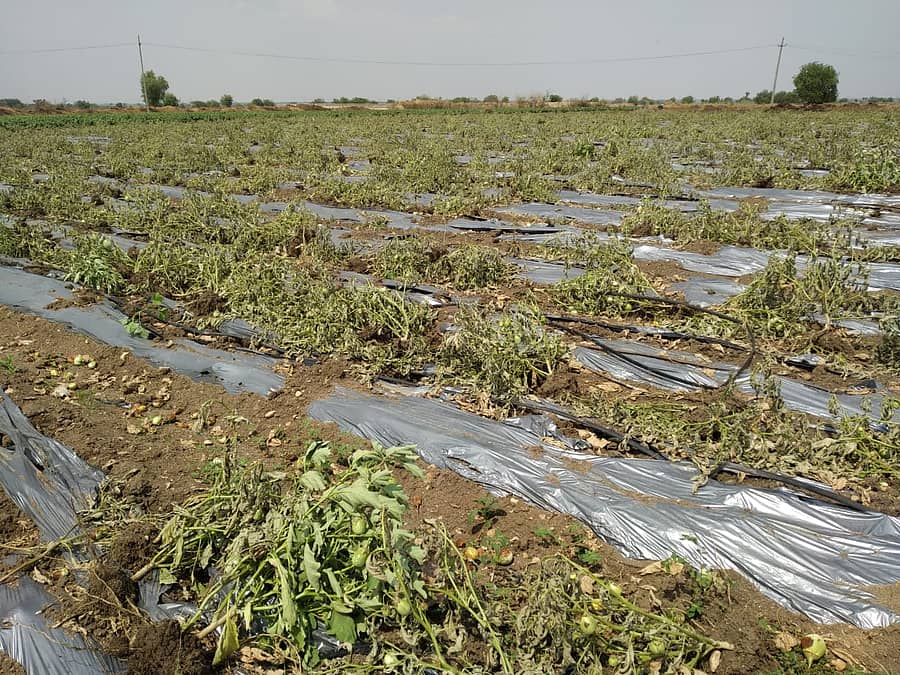 ದರ ಕುಸಿತದಿಂದ ಕಂಗೆಟ್ಟು ಎರಡು ಎಕರೆಯಲ್ಲಿ ಬೆಳೆದಿದ್ದ ಬದನೆ ಬೆಳೆ ನಾಶ ಮಾಡಿದ ರೈತ