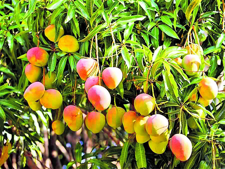 ಮಾವಿನ ಹಣ್ಣು