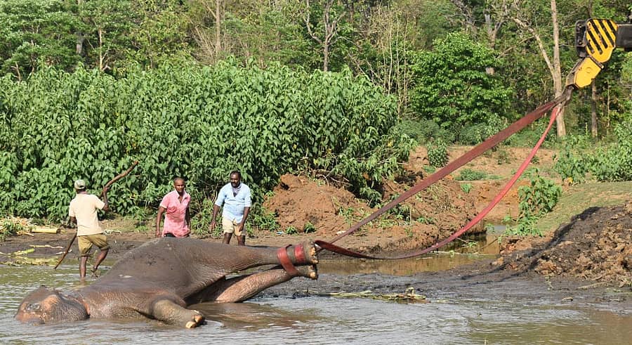 ಮುಂಡಗೋಡ ತಾಲ್ಲೂಕಿನ ಗುಂಜಾವತಿಯ ಅರಳಿಕಟ್ಟೆ ಕೆರೆಯಲ್ಲಿದ್ದ ಹೆಣ್ಣಾನೆಯನ್ನು ರಕ್ಷಿಸಲು ಮುಂದಾಗಿರುವುದು