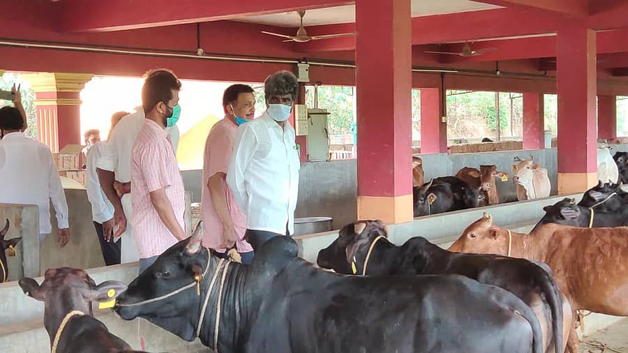 ಪಜೀರು ಗೋವನಿತಾಶ್ರಯ ಟ್ರಸ್ಟ್‌ನ ಗೋಶಾಲೆಗೆ ಸಚಿವ ಕೋಟ ಶ್ರೀನಿವಾಸ ಪೂಜಾರಿ ಶುಕ್ರವಾರ ಭೇಟಿ ನೀಡಿದರು.