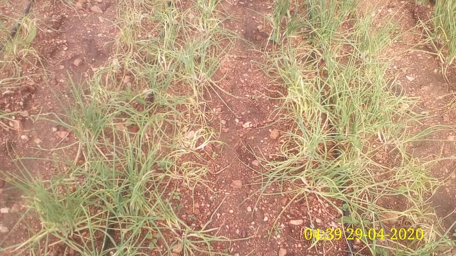 ರೋಗ ಬಾಧಿತ ಈರುಳ್ಳಿ ಗಿಡಗಳು