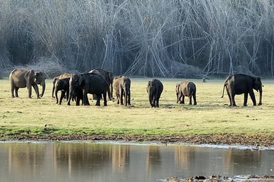ಕಬಿನಿ ಹಿನ್ನೀರು ಪ್ರದೇಶದಲ್ಲಿ ಆನೆಗಳ ಹಿಂಡು– ಸಂಗ್ರಹ ಚಿತ್ರ