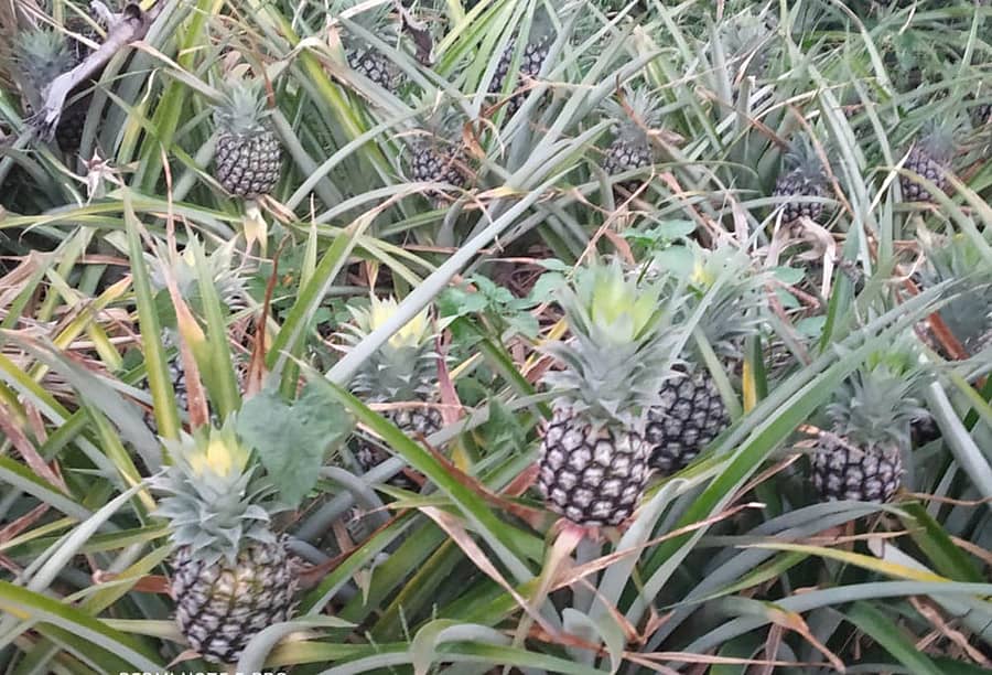 ಚಿಕ್ಕಮಗಳೂರು ಜಿಲ್ಲೆಯ ತರೀಕೆರೆ ತಾಲ್ಲೂಕಿನ ಗೋಪಾಲ ಕಾಲೊನಿ ರೈತ ಜಯಣ್ಣ ಬೆಳೆದಿರುವ ಅನಾನಸು