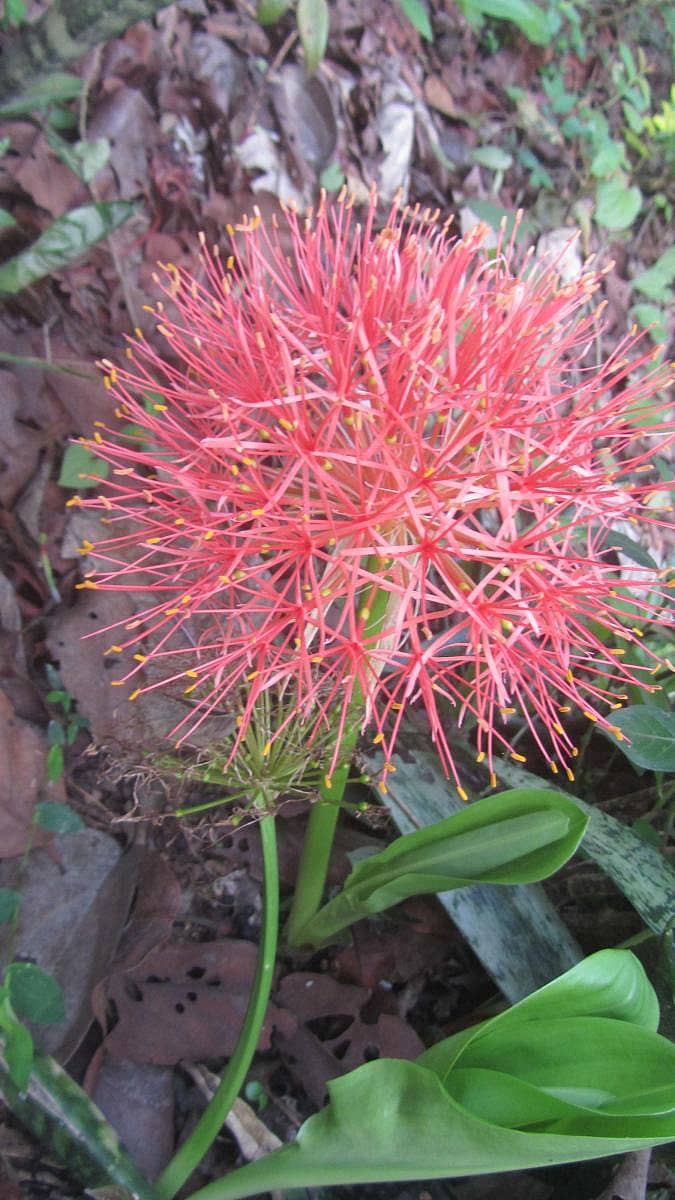 ನಾಪೋಕ್ಲುವಿನಲ್ಲಿ ಅರಳಿ ಕಂಗೊಳಿಸುತ್ತಿರುವ ಸುವರ್ಣಿನಿ ಪುಷ್ಪ