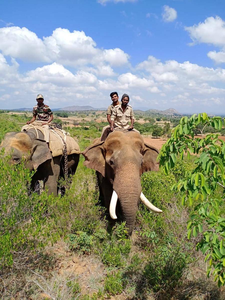 ಅರಣ್ಯ ಇಲಾಖೆಯ ವತಿಯಿಂದ ಕುಂದುಕೆರೆ ವಲಯದಲ್ಲಿ ಕೂಂಬಿಂಗ್ ನಡೆಸಲಾಯಿತು