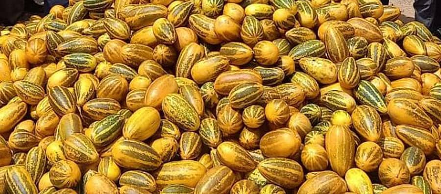 ಮಂಗಳೂರು ಸೌತೆ