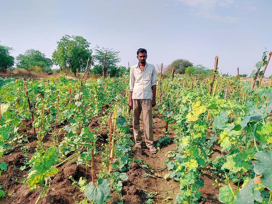 ಕಲಬುರ್ಗಿ ತಾಲ್ಲೂಕಿನ ಬಬಲಾದ ಗ್ರಾಮದ ಬಸವರಾಜ ಕೋರಿ ಅವರ ಹೊಲದಲ್ಲಿ ಬೆಳೆದಿರುವ ಹೀರೆಕಾಯಿ ಬೆಳೆ