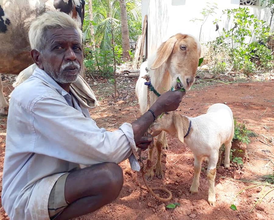 ಶಿಡ್ಲಘಟ್ಟದ ಅಪ್ಪೇಗೌಡನಹಳ್ಳಿಯ ಚಿಕ್ಕಮುನಿಯಪ್ಪ ಅವರು ಕುರಿಗಳಿಗೆ ಸೊಪ್ಪು ತಿನ್ನಿಸುತ್ತಿರುವುದು