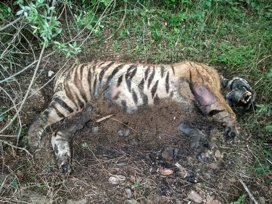 ಪತ್ತೆಯಾದ ಹುಲಿಯ ಮೃತದೇಹ