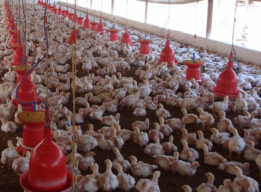 ಬೀದರ್ ಜಿಲ್ಲೆಯ ಕೋಳಿ ಫಾರ್ಮ್ವೊಂದರ ನೋಟ