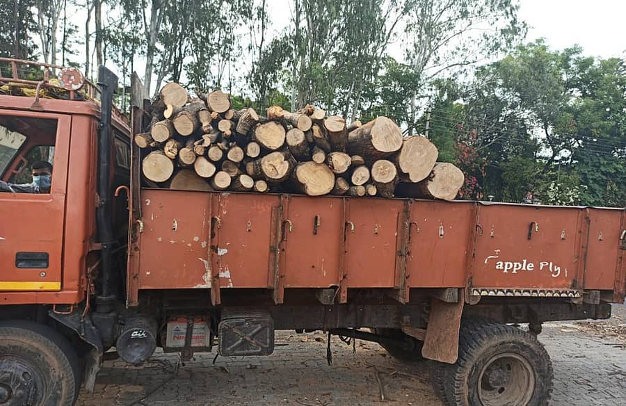 ಪಾಲಿಕೆ ಅನುಮತಿ ನೀಡಿದ ವ್ಯಕ್ತಿಯಿಂದ ಶುಕ್ರವಾರ ರಾತ್ರಿ ಅರಣ್ಯ ಇಲಾಖೆ ವಶಪಡಿಸಿಕೊಂಡ ಮರ