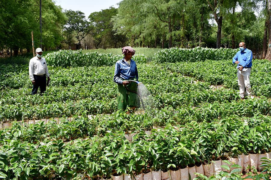 ಹಾವೇರಿ ವಿಭಾಗದ ಅರಣ್ಯ ಇಲಾಖೆಯ ಕರಜಗಿ ಸಸ್ಯಪಾಲನಾಲಯದಲ್ಲಿ ಮಳೆಗಾಲದಲ್ಲಿ ನೆಡಲು ಸಿದ್ಧವಾಗಿರುವ ವಿವಿಧ ಜಾತಿಯ ಸಸಿಗಳು –ಪ್ರಜಾವಾಣಿ ಚಿತ್ರ