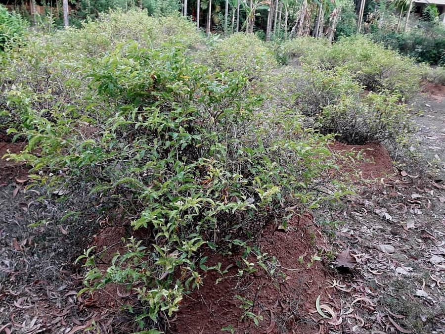 ಭಟ್ಕಳ ತಾಲ್ಲೂಕಿನ ಜಾಲಿ ಪಟ್ಟಣ ಪಂಚಾಯ್ತಿ ವ್ಯಾಪ್ತಿಯ ಮಲ್ಲಿಗೆ ತೋಟ