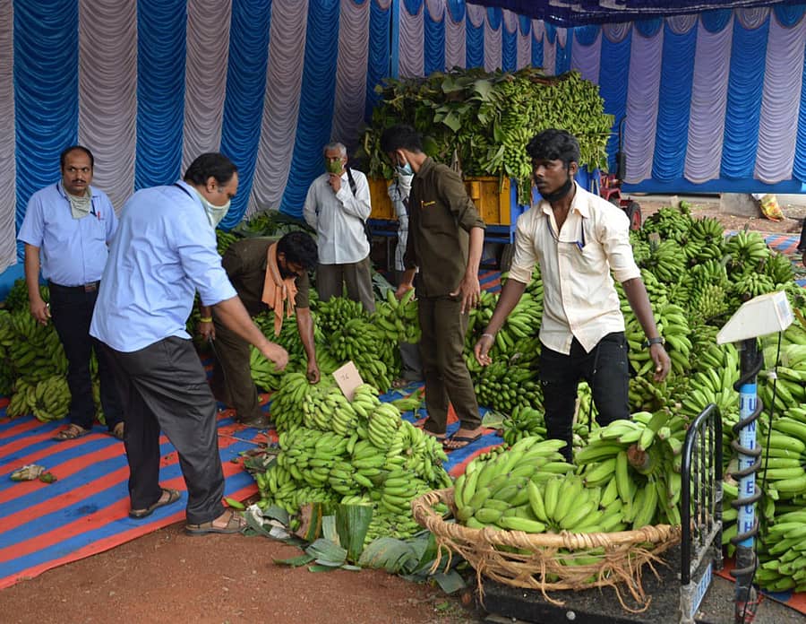 ಶಿರಸಿಯ ಕದಂಬ ಮಾರ್ಕೆಟಿಂಗ್ನಲ್ಲಿ ಬಾಳೆಗೊನೆಯ ಮಾರಾಟ