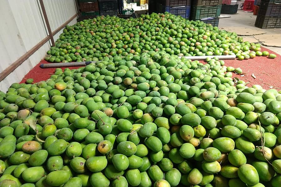 ಚಾಮರಾಜನಗರದ ಸಗಟು ಮಾರಾಟ ಮಳಿಗೆಯೊಂದರಲ್ಲಿ ರಾಶಿ ಹಾಕಲಾಗಿರುವ ಮಾವು