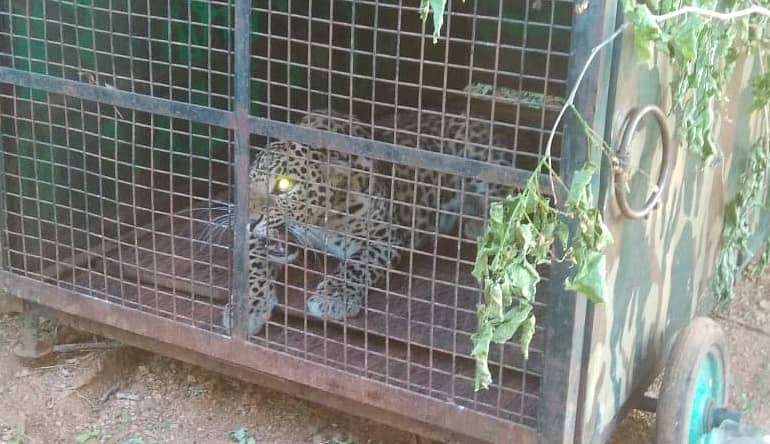 ಮಾಗಡಿ ತಾಲ್ಲೂಕಿನಲ್ಲಿ ಸೆರೆಯಾದ ಚಿರತೆ