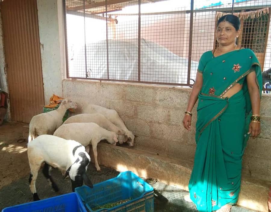 ತಾವು ಸಾಕುತ್ತಿರುವ ಕುರಿಗಳೊಂದಿಗೆ ಹಿತ್ತಲಹಳ್ಳಿಯ ಎಚ್.ಸಿ.ರತ್ನಮ್ಮ