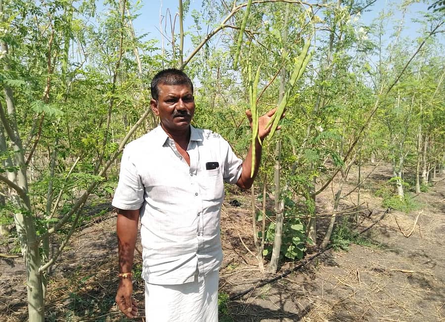 ನುಗ್ಗೆ ಬೆಳೆಯೊಂದಿಗೆ ರೈತ ಬಸವರಾಜ್
