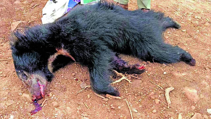 ಅಪಘಾತದಲ್ಲಿ ಮೃತಪಟ್ಟ ಕರಡಿ