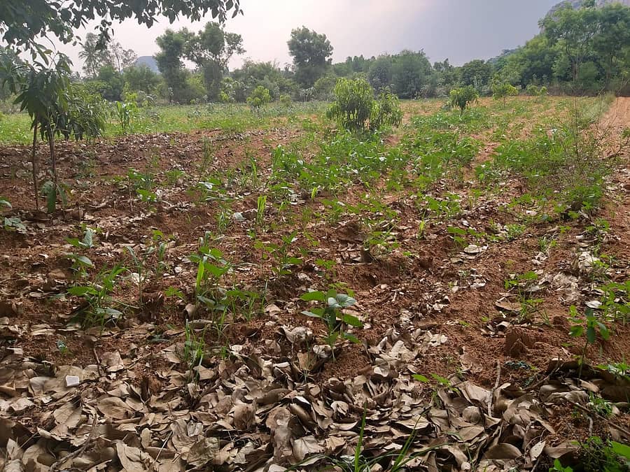 ರಾಮನಗರದ ಕೆಂಪೇಗೌಡನ ದೊಡ್ಡಿ ಬಳಿ ಅಲಸಂದೆ ಹಾಗೂ ಜೋಳದ ಬೆಳೆಯು ಮಳೆಯ ಕೊರತೆಯಿಂದಾಗಿ ಒಣಗುತ್ತಿರುವುದು (ಸಂಗ್ರಹ ಚಿತ್ರ)