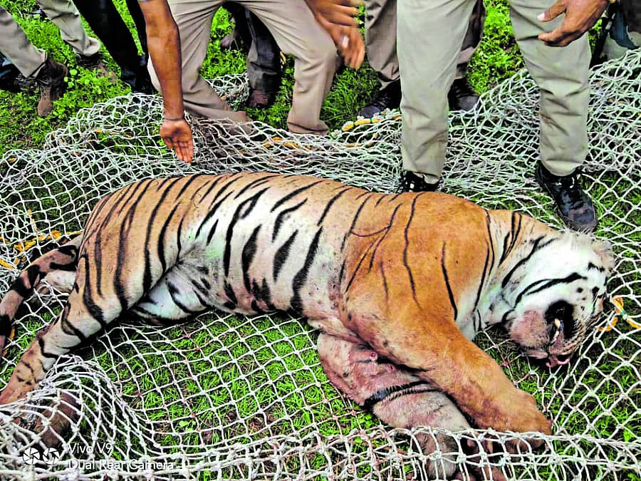ಸೆರೆ ಸಿಕ್ಕ ವ್ಯಾಘ್ರ