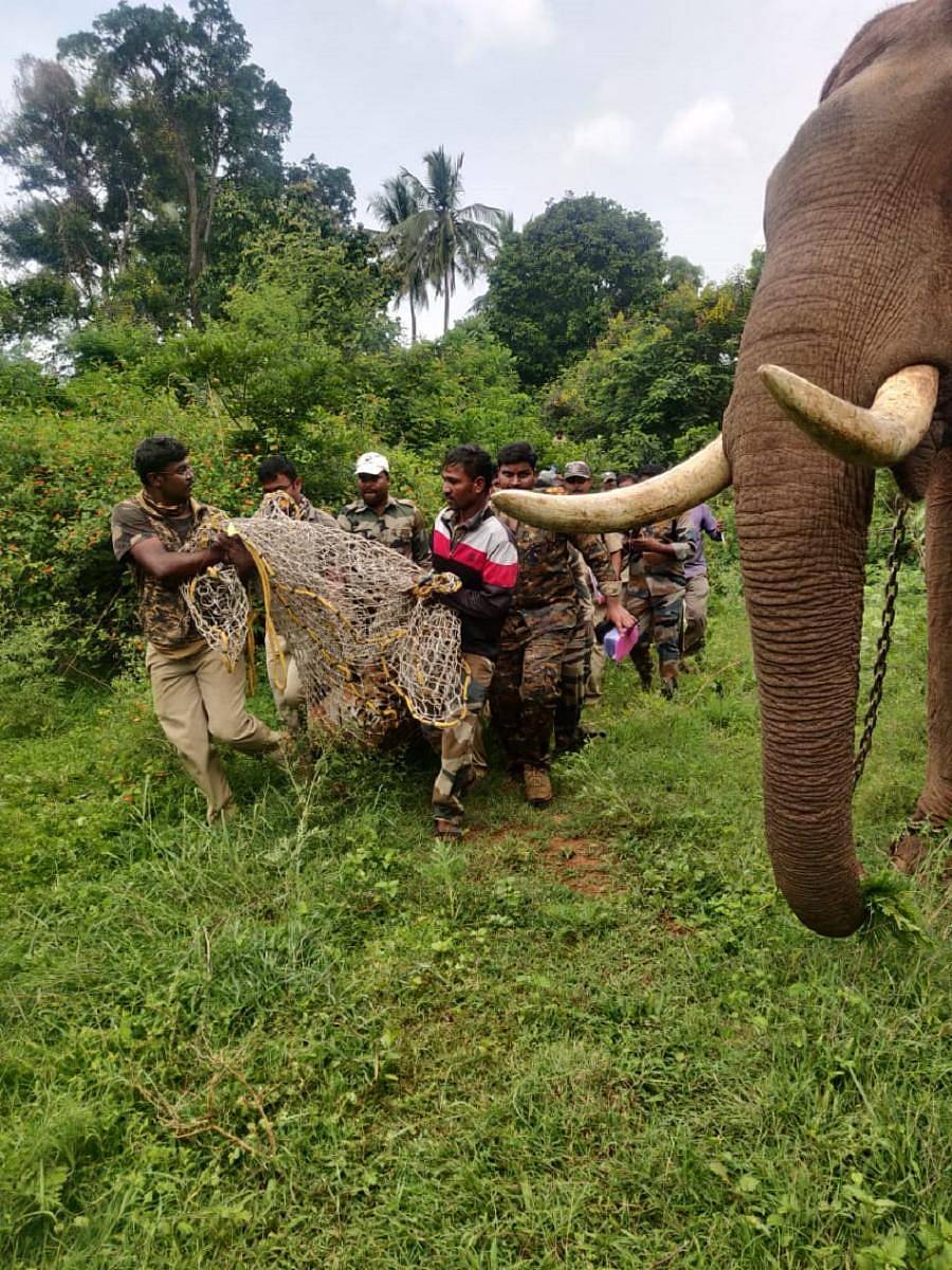 ಸೆರೆ ಹಿಡಿದಿರುವ ಹುಲಿಯನ್ನು ಹೊತ್ತು ತಂದ ಸಿಬ್ಬಂದಿ