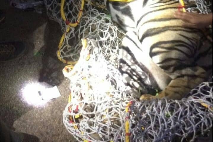 ಸೆರೆ ಹಿಡಿದ ಹುಲಿ