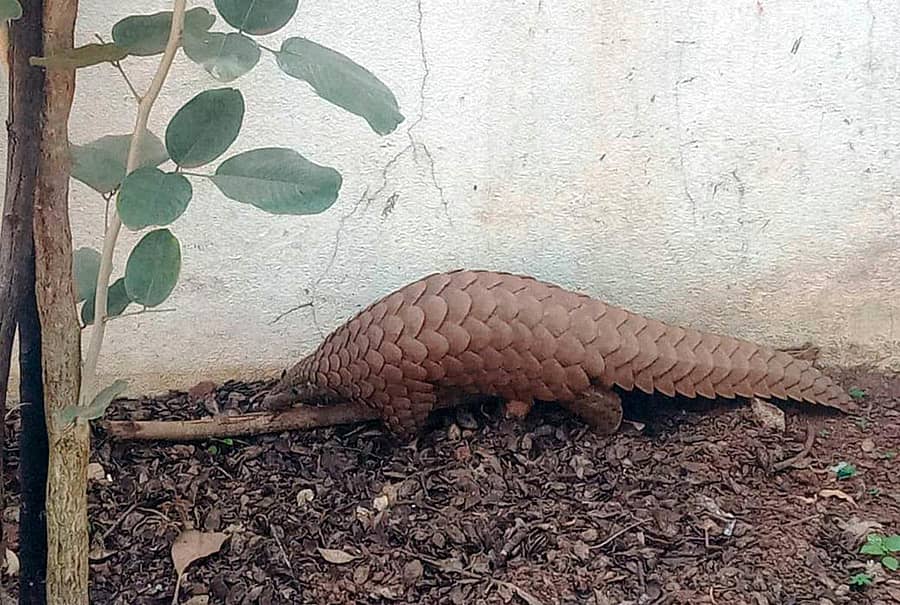 ಚಿಪ್ಪುಹಂದಿ (ಸಂಗ್ರಹ ಚಿತ್ರ)
