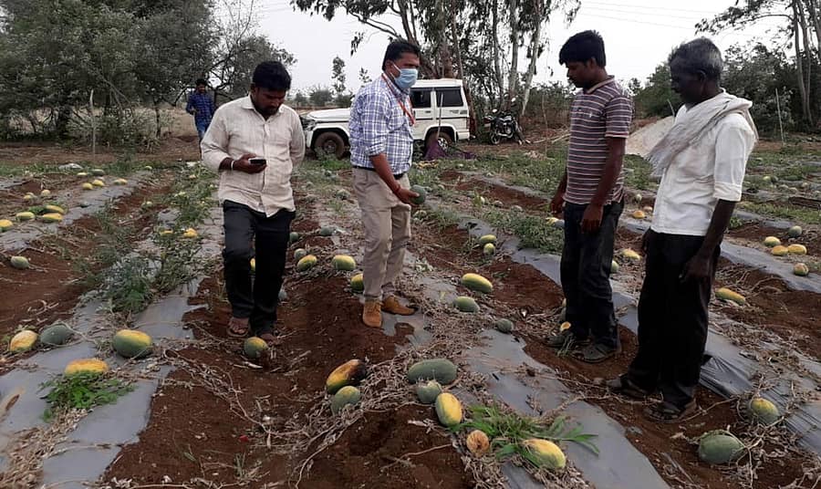 ಚಿಟಗುಪ್ಪ ತಾಲ್ಲೂಕಿನ ನಿರ್ಣಾ ಗ್ರಾಮದ ರೈತ ಸುಬ್ಬಣ್ಣ ದರಗೊಂಡ್ ತೋಟದಲ್ಲಿ ಹಾಳಾಗಿರುವ ಕಲ್ಲಂಗಡಿಯನ್ನು ಅಧಿಕಾರಿಗಳು ಪರಿಶೀಲಿಸುತ್ತಿರುವುದು